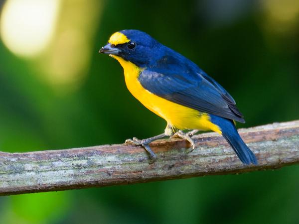 <h3><a href="/trips/costa-rica/biota/animalia/chordata/aves/040 passeriformes/121 fringillidae/euphonia hirundinacea/euphonia hirundinacea-nl.html">Euphonia&nbsp;hirundinacea</a> / Yellow‑throated&nbsp;euphonia / Geelkeelorganist</h3>OM-1 Mark II met M.300mm F4.0 + MC-14, 1/200 sec  bij F5.6, ISO 10000, afstand 9.71&nbsp;m